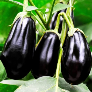 Рассада. Баклажан Рассада. Баклажан