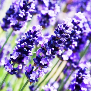 Рассада. Лаванда Рассада. Лаванда