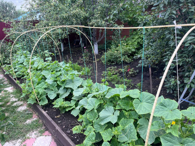 Колышки композитные для подвязки растений, 20шт в упаковке, Ø8мм Колышки композитные для подвязки растений, 20шт в упаковке, Ø8мм